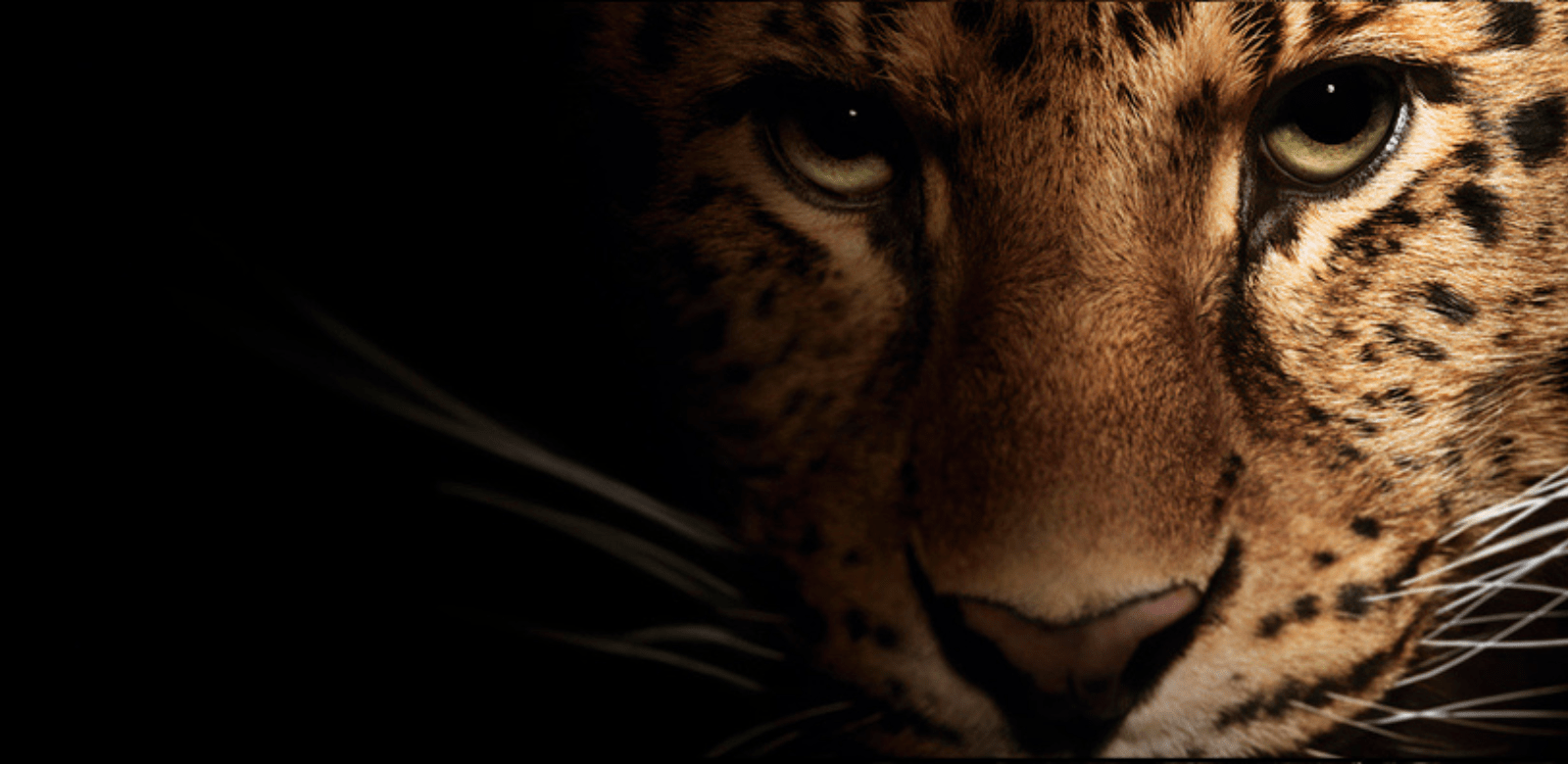 CARTIER SCHO HERO BANNER