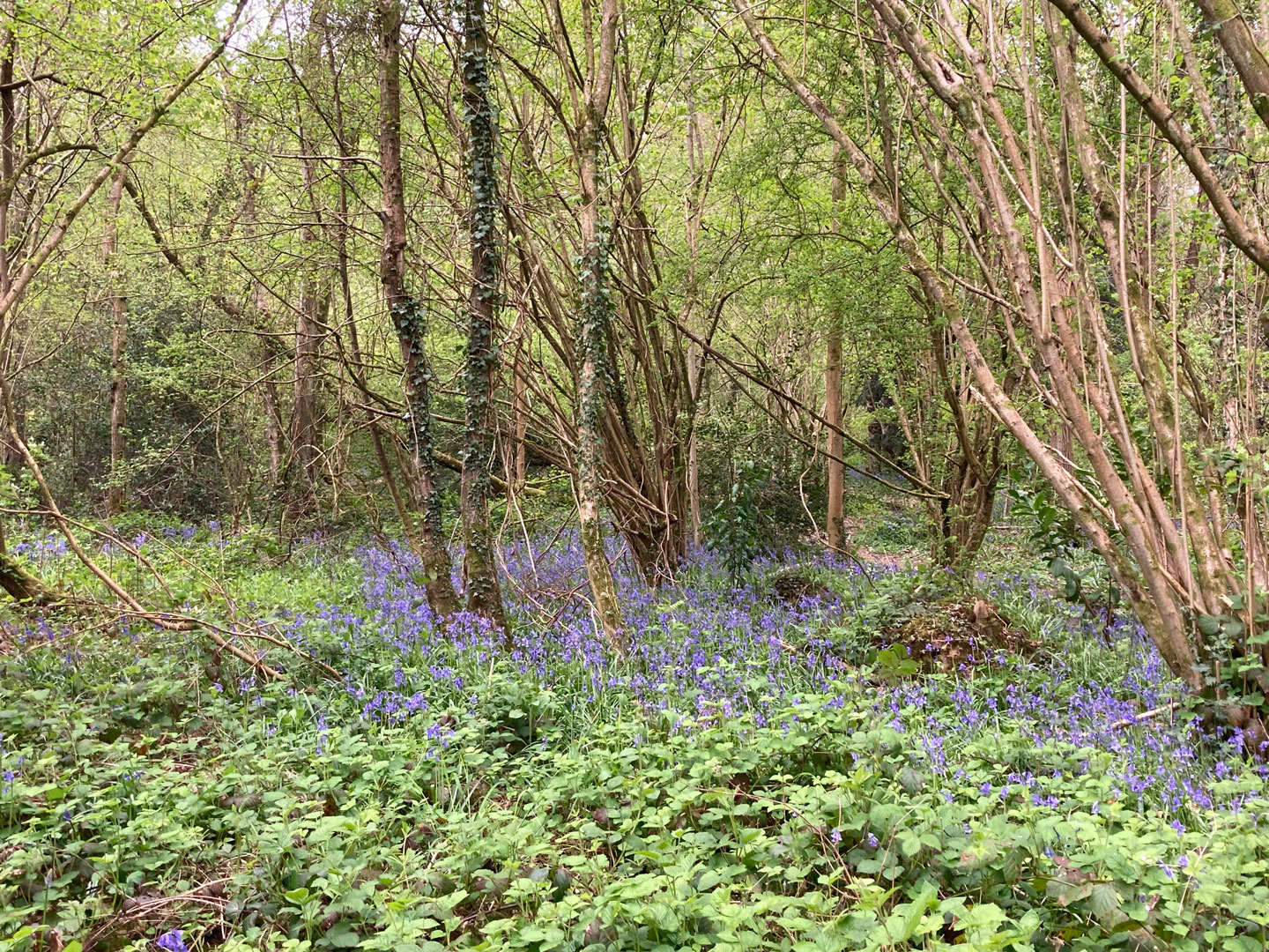 English bluebell woods