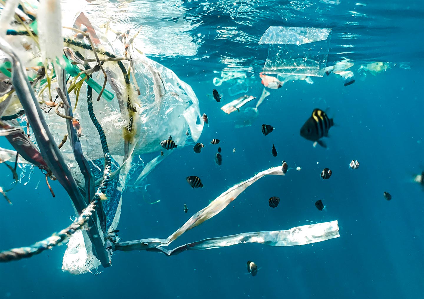 Plastic pollution has become one of the most pressing environmental issues